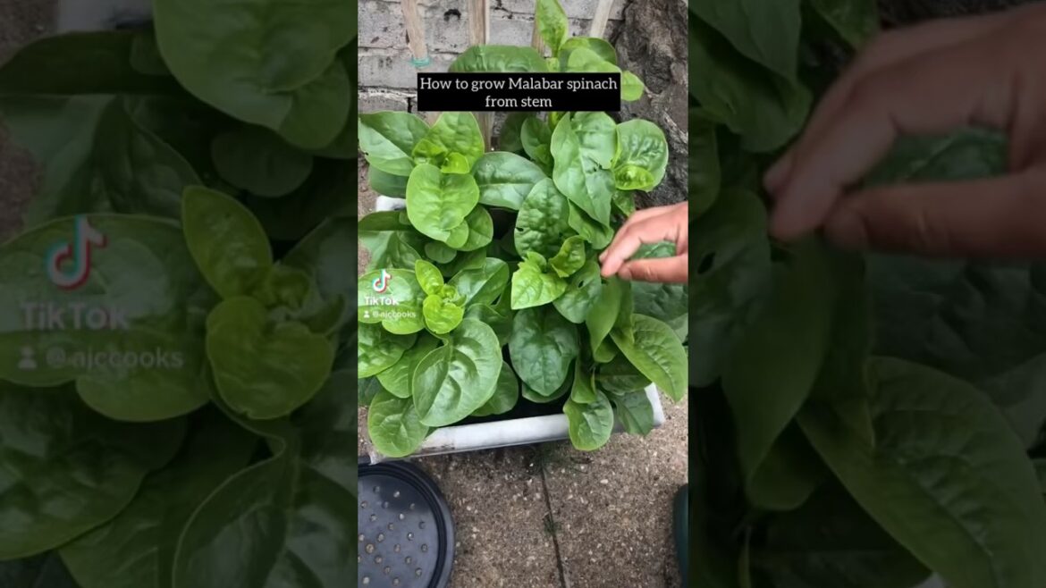 How to grow Malabar spinach from stems #foryou #vegetable #gardening #garden #viral #fyp #shots #fy