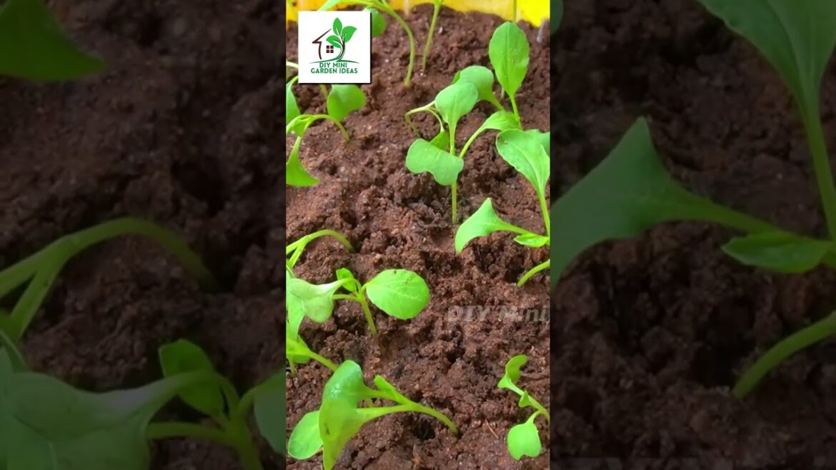 Amazing Hanging Vegetable Garden #shorts #hanging #vegetablegarden #flowerpot #plantspot #gardening