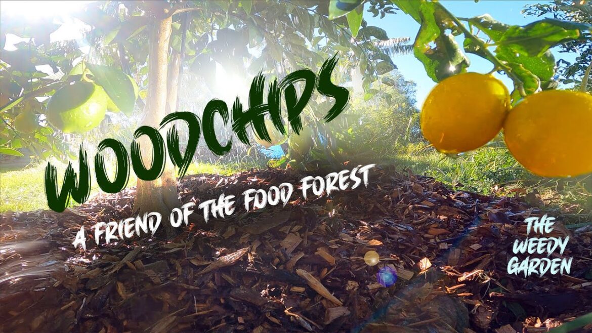 How Woodchips Transform Your Garden! Sharing the Secrets of a Sustainable Food Forest How Woodchips Transform Your Garden! Sharing the Secrets of a Sustainable Food Forest