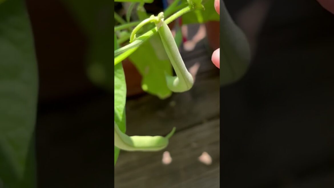 3 Vegetables You can Harvest in 40 Days . USA Vegetable Gardening. Link in Comments