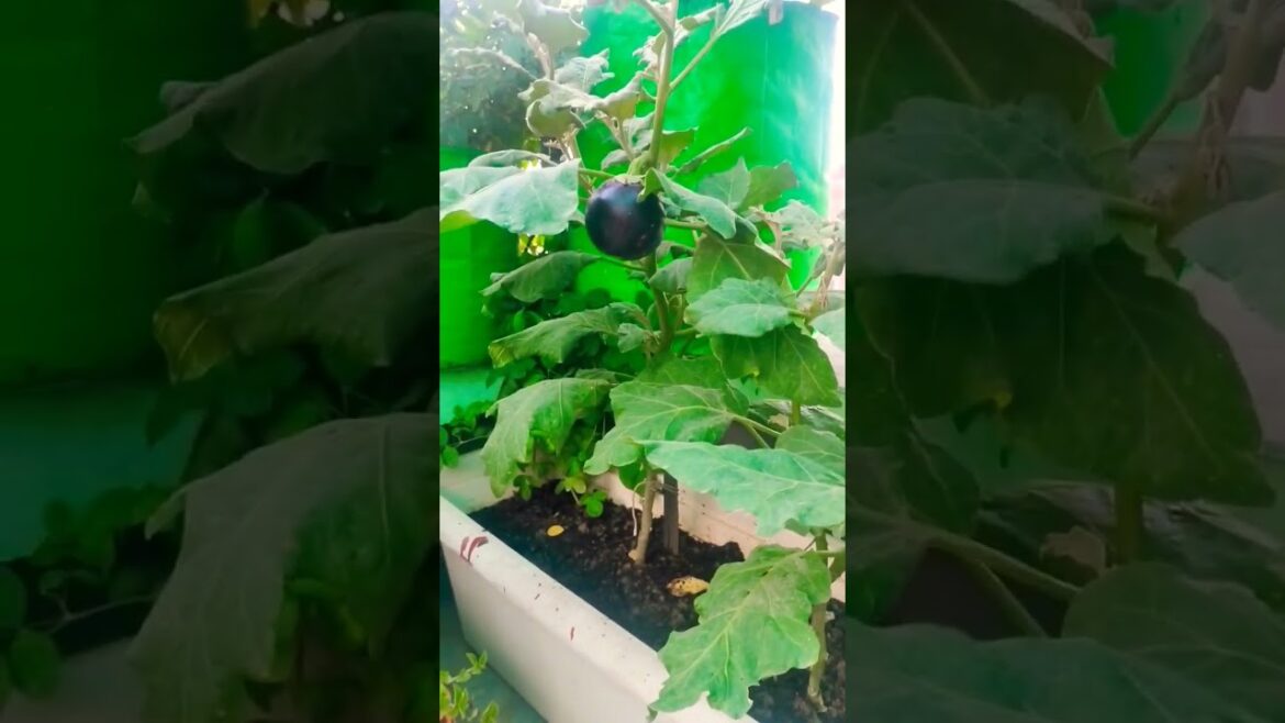 Nima Garden #plants #vegetables #kitchengarden #shots #gardening #brinjal #viral#youtubeshorts#desi