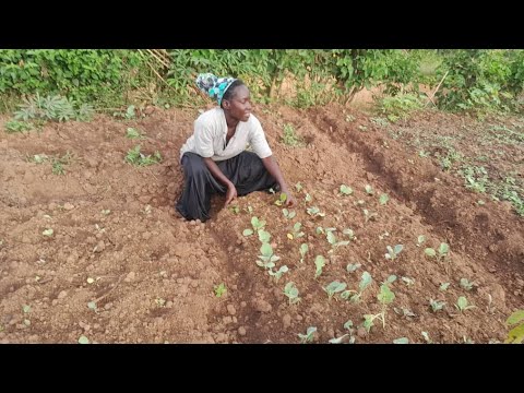 Morning Routine in Vegetable garden Update || Countryside Life Uganda Africa Morning Routine in Vegetable garden Update || Countryside Life Uganda Africa