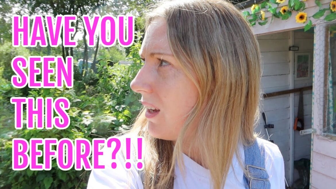 HAVE YOU SEEN THIS BEFORE?! / ALLOTMENT GARDENING FOR BEGINNERS HAVE YOU SEEN THIS BEFORE?! / ALLOTMENT GARDENING FOR BEGINNERS