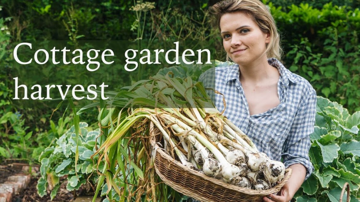 Garden With Me – Garlic Harvest, Berry Picking & Vegetable Garden Tidy Garden With Me - Garlic Harvest, Berry Picking & Vegetable Garden Tidy