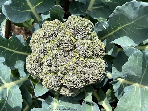 Vegetable Harvesting Tips: Everyone Can Grow a Garden (2023) #25 Vegetable Harvesting Tips: Everyone Can Grow a Garden (2023) #25