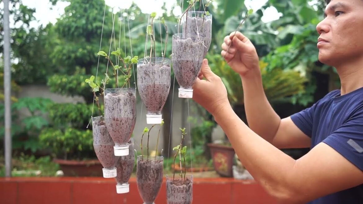 Recycle plastic bottles into a vegetable garden in your yard