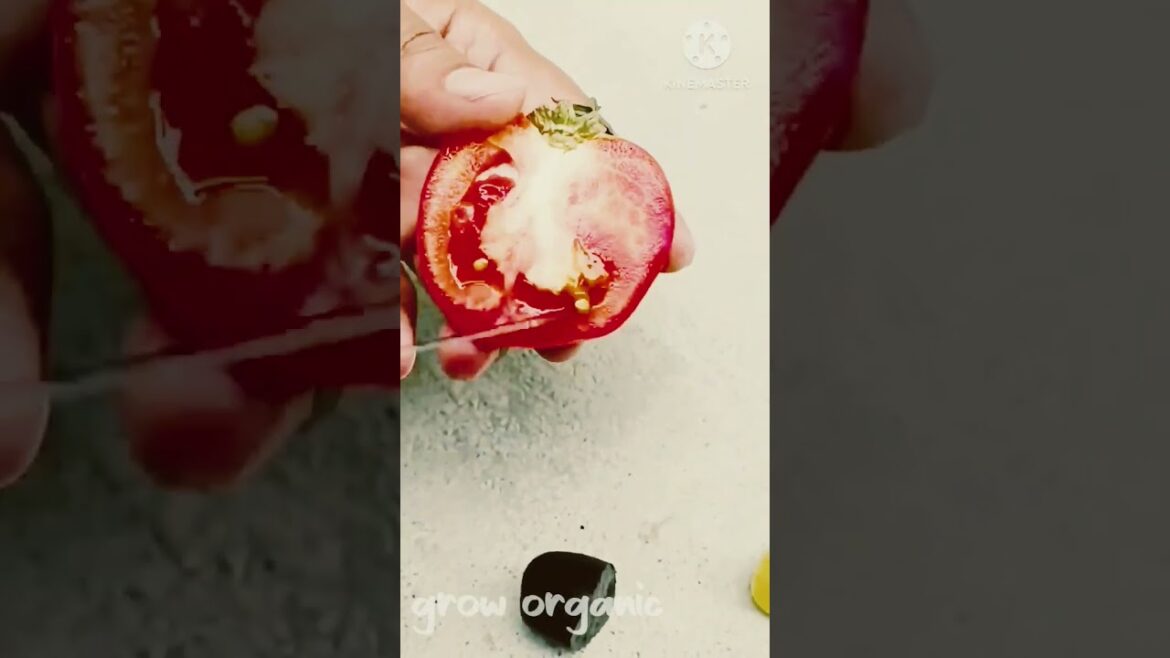 organic gardening tips! organic gardening for beginners #vegetable gardening