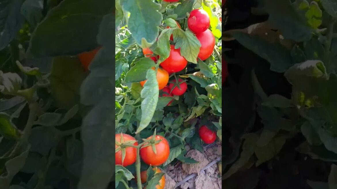 Growing Tomato plant #farming#timelapse #amazingtune