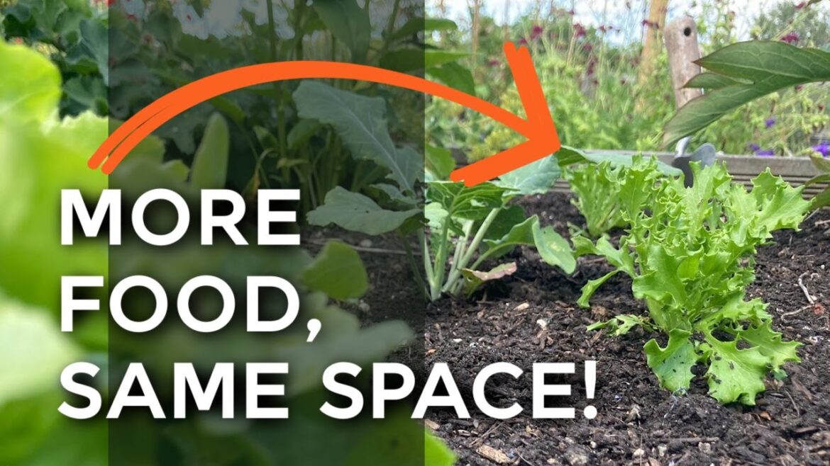 Easy Intercropping Explained. Better harvests in the vegetable garden! Easy Intercropping Explained. Better harvests in the vegetable garden!