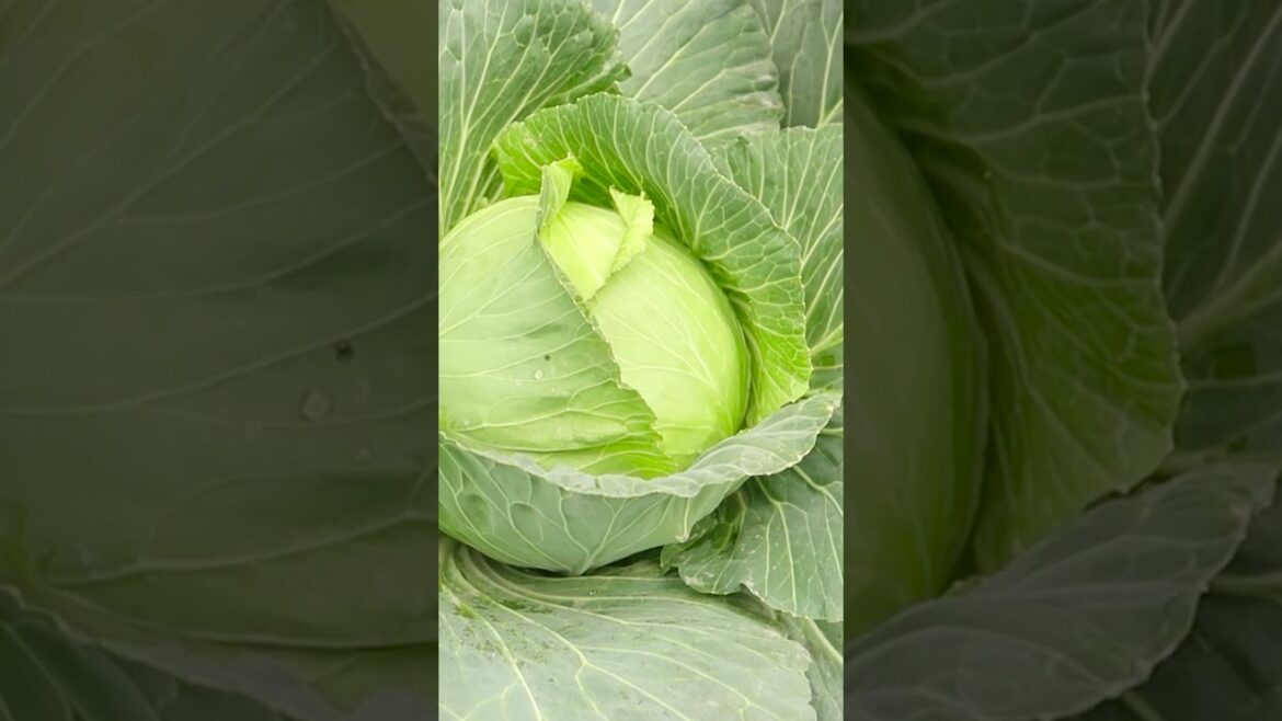 Brilliant Idea, Growing Cabbage at Home, easy for Beginners, TEO Garden