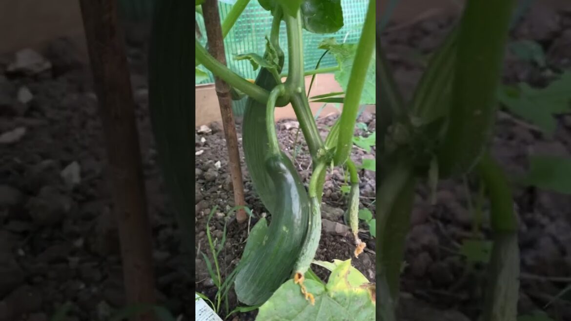 Beautiful cucumber #allotment #gardening #homegardening #vegetable #allotment #cucumber