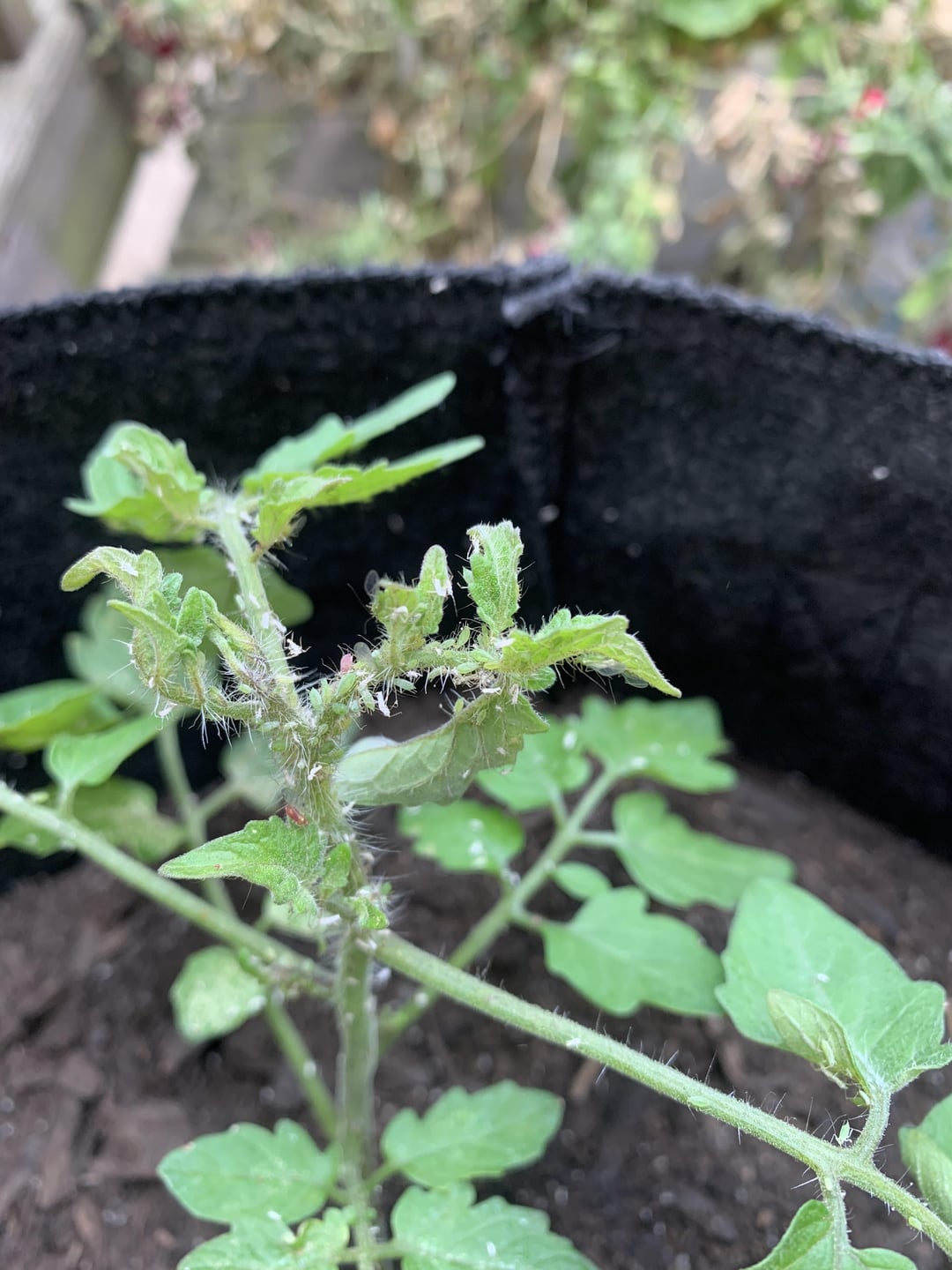 What are these white specks (bugs??) on my young tomato plant? Dining