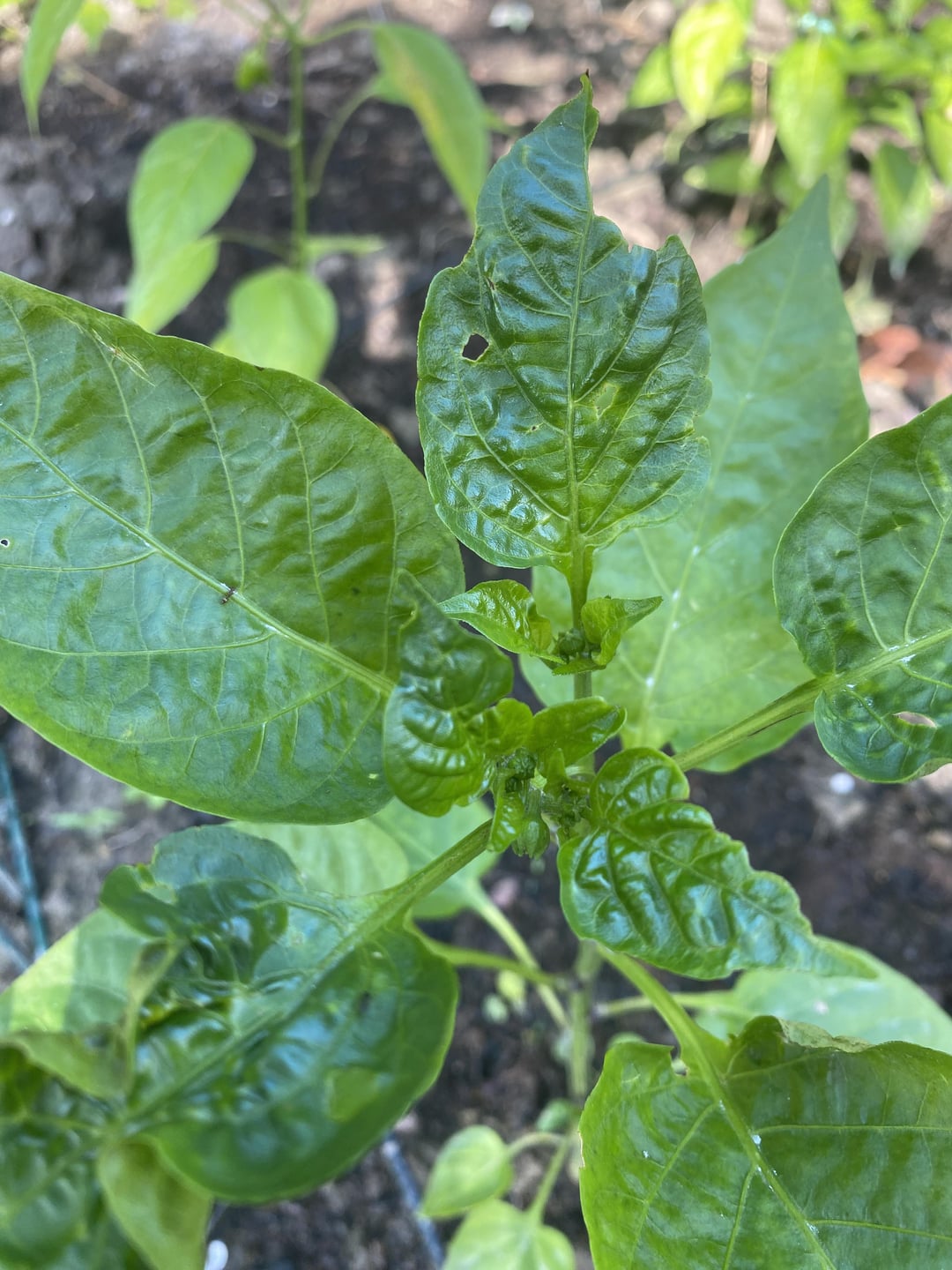 HELPWhat is eating my plants? Dining and Cooking