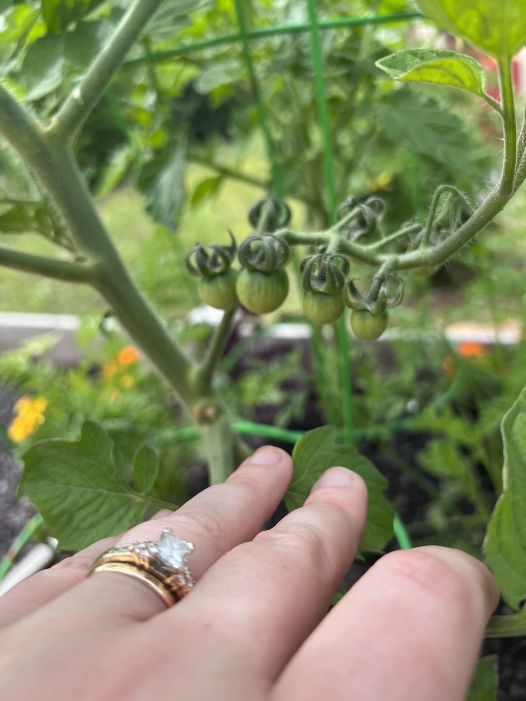 Zone 6b. My cherry tomato plants are growing more suckers off the ends