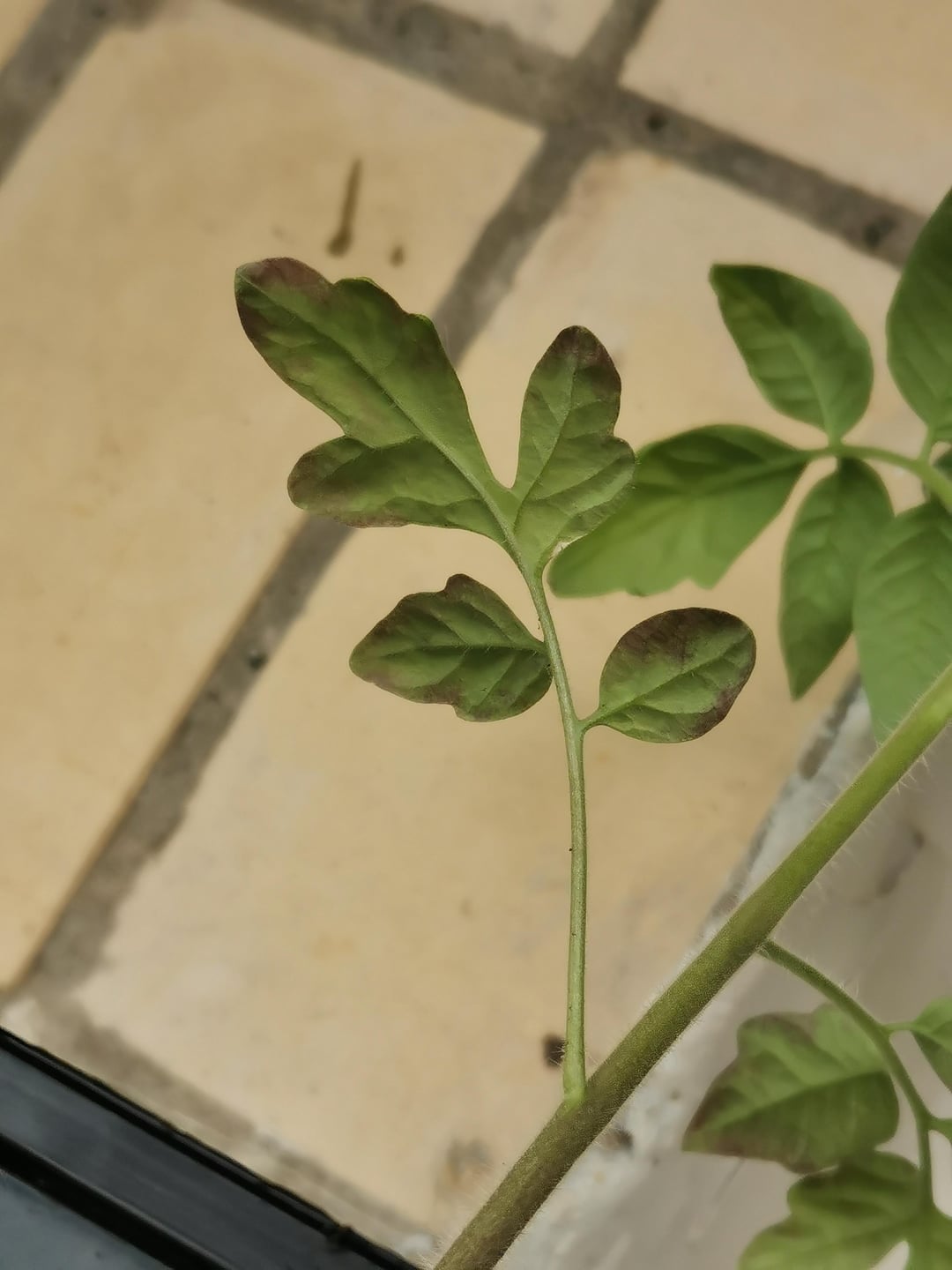 Please help identify disease - Dining and Cooking