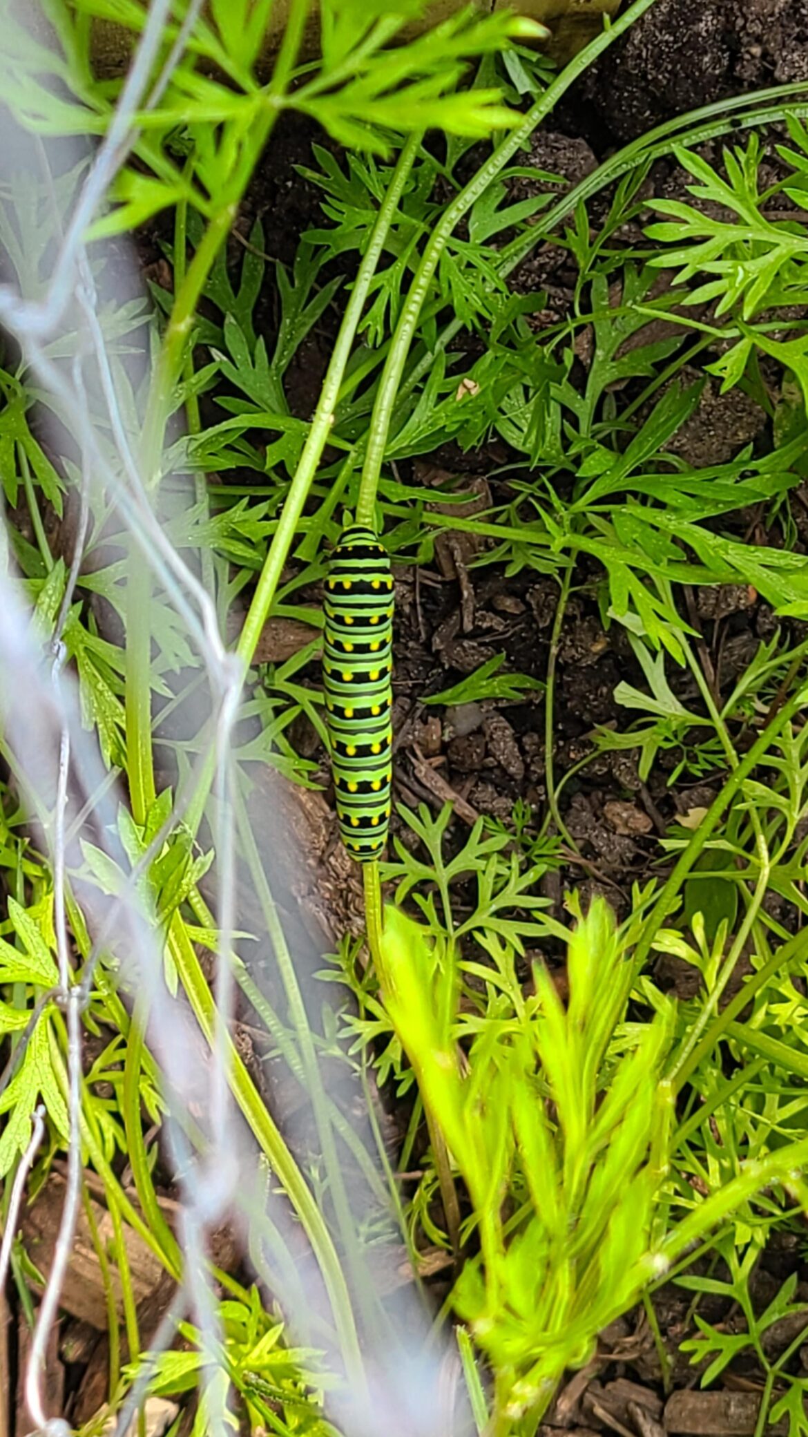 Who's this little dude chilling in my garden? Friend or foe?