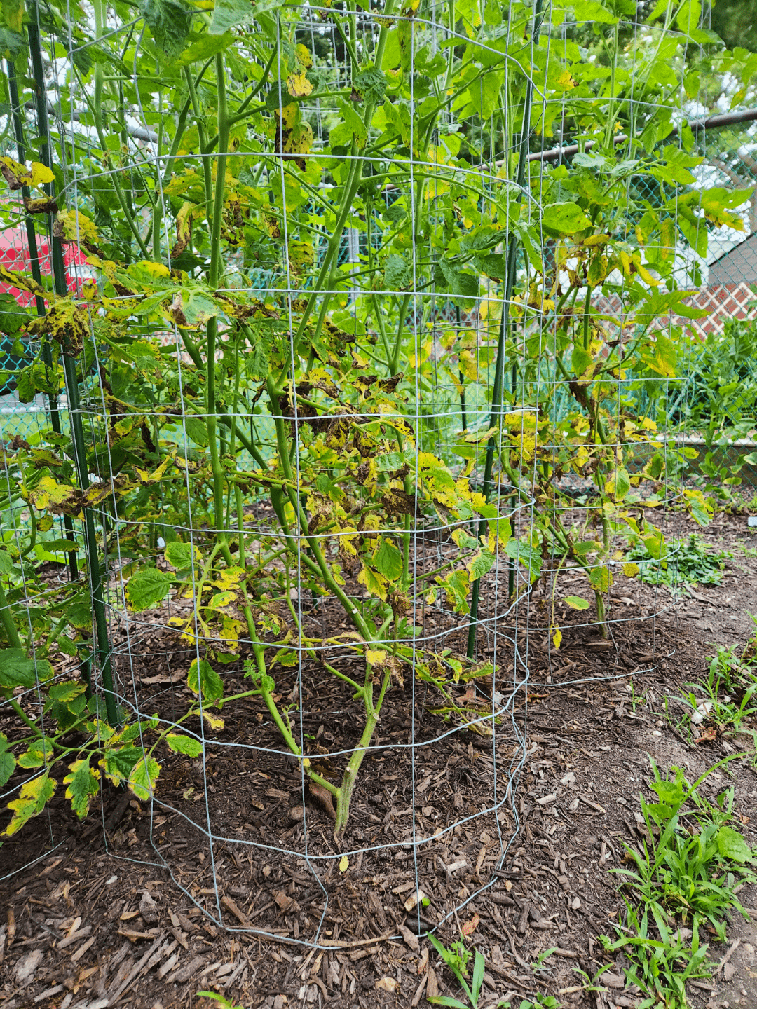 Update after heavy pruning Dining and Cooking