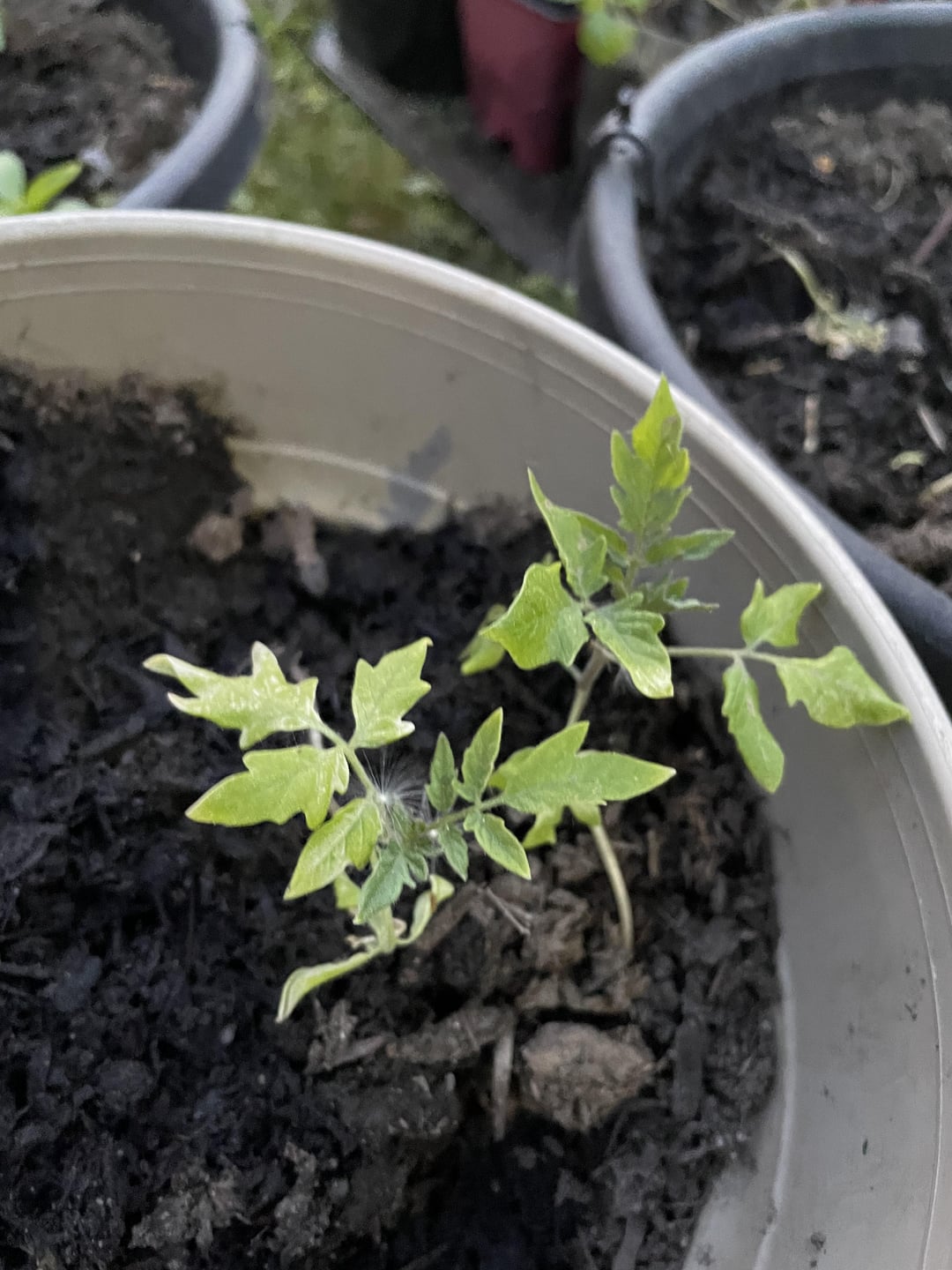 Young tomatoes look too “pale”. Are they missing some nutrient? Or