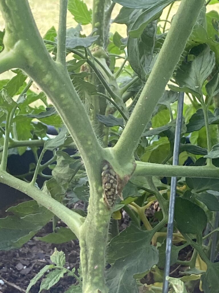 What are these bumps on my tomato plant?