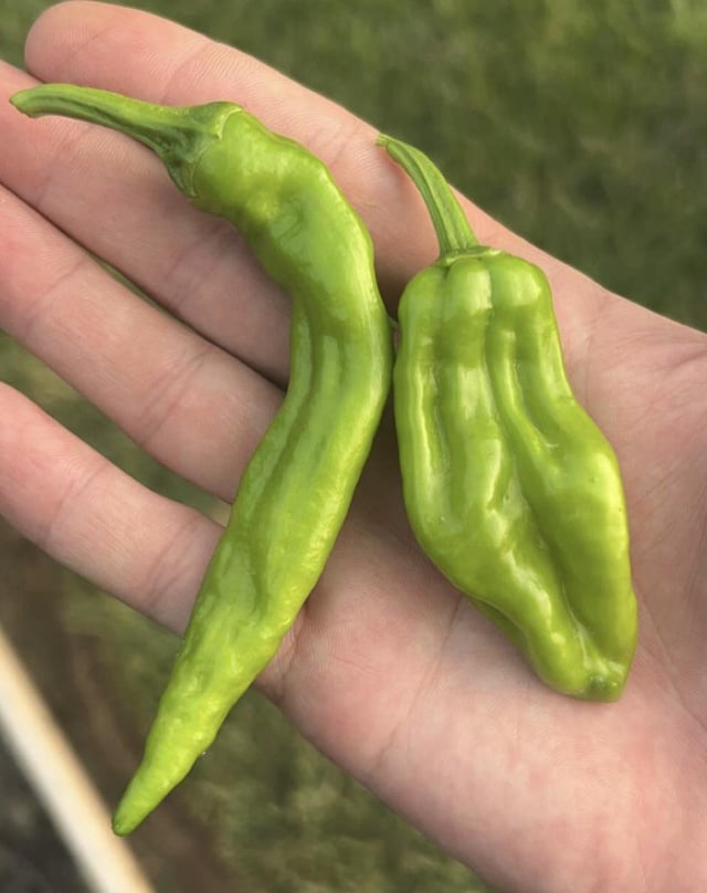 Two different shaped peppers on pepperoncini plants Dining and Cooking