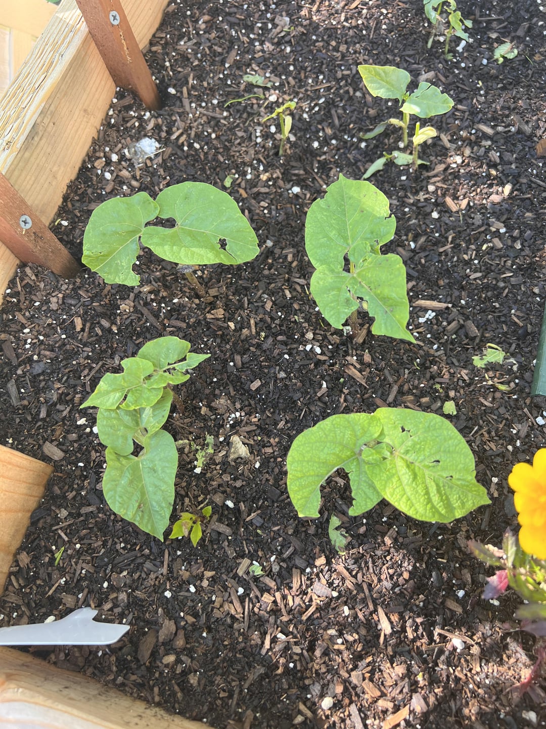 What is eating my plants? Dining and Cooking