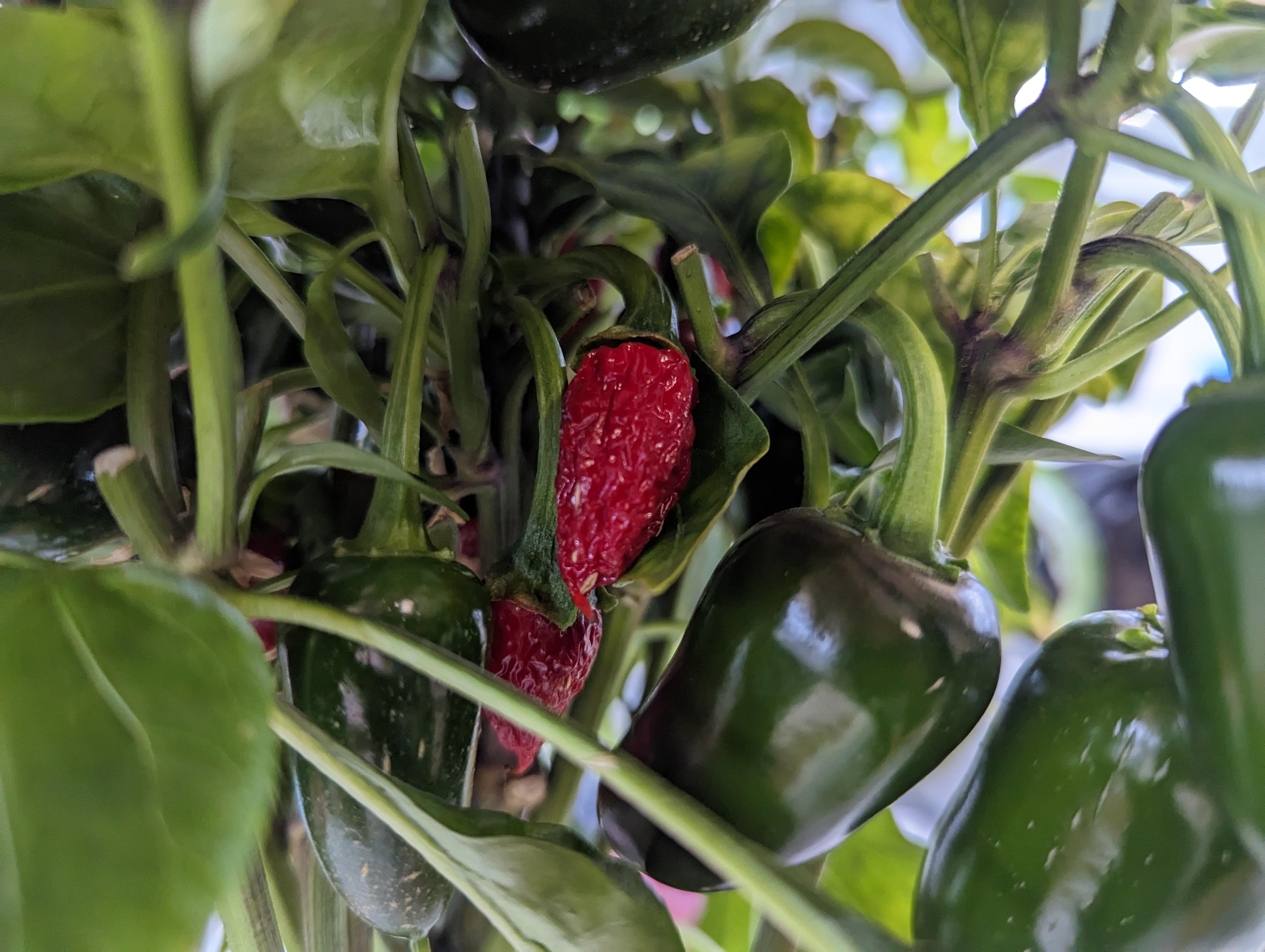 Why are some of my Jalapenos coming in red and mushy? Dining and Cooking