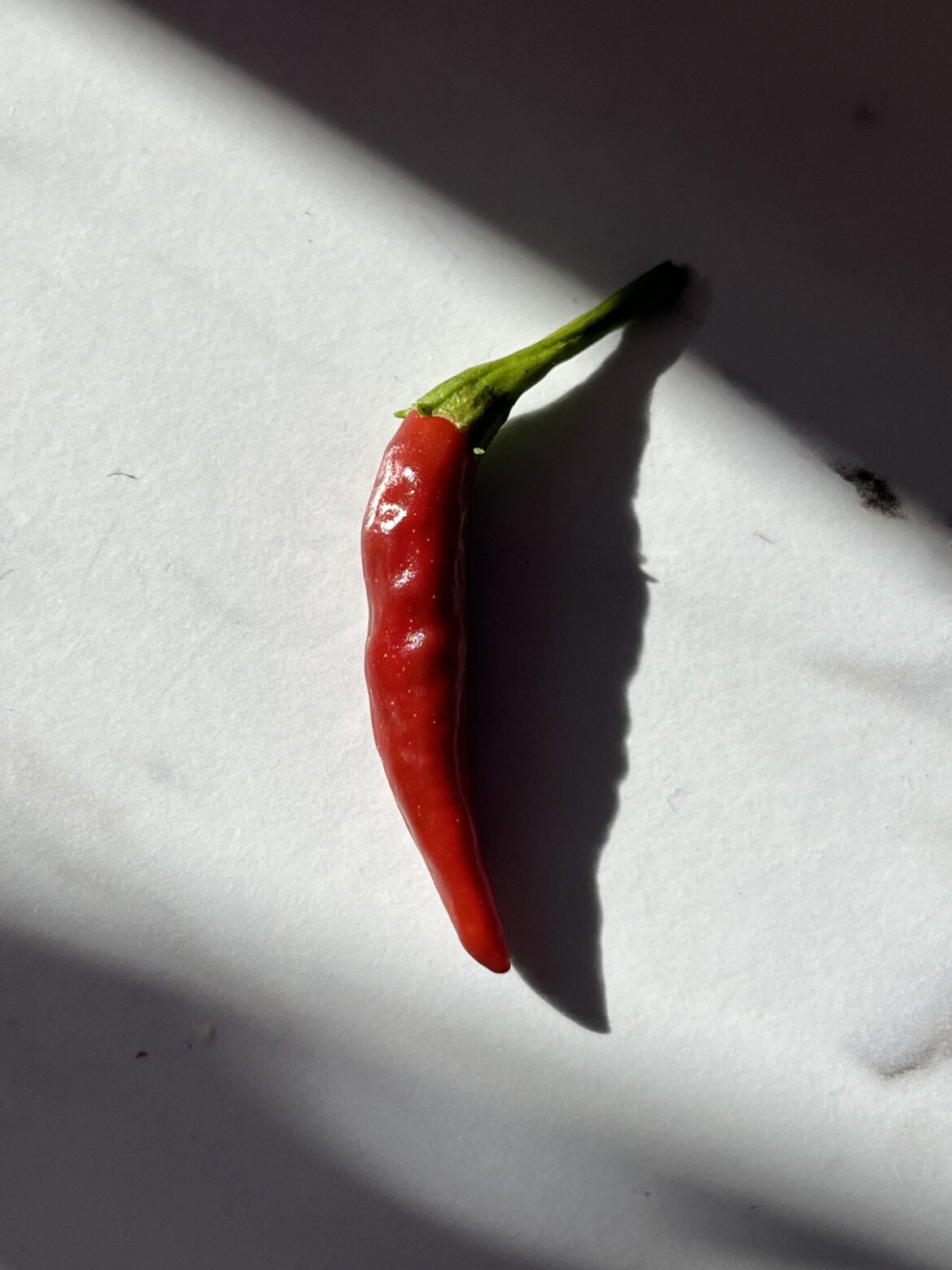 Finally got a decent one from my chilies de arbol plant!