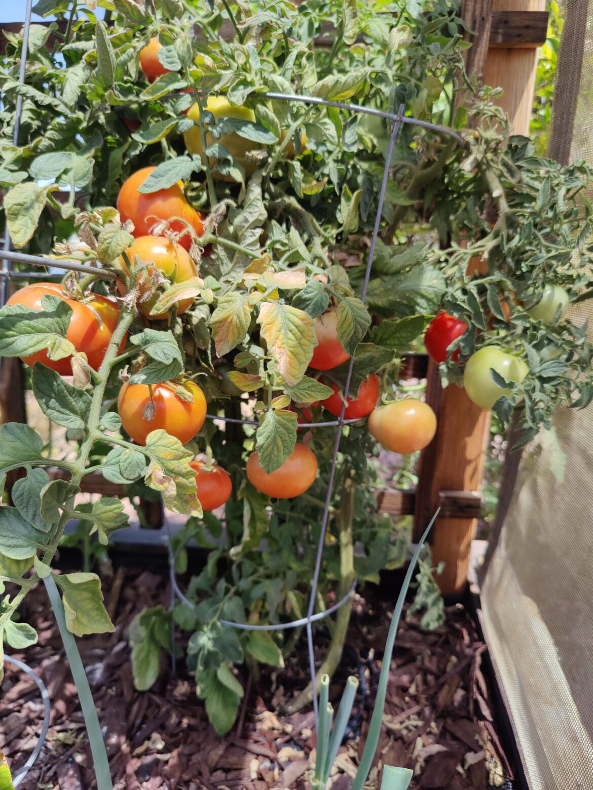 Fire Roasted Tomatoes... Any tips? For Salsa (with basil spring), Spaghetti Sauce (with a jalapeno).