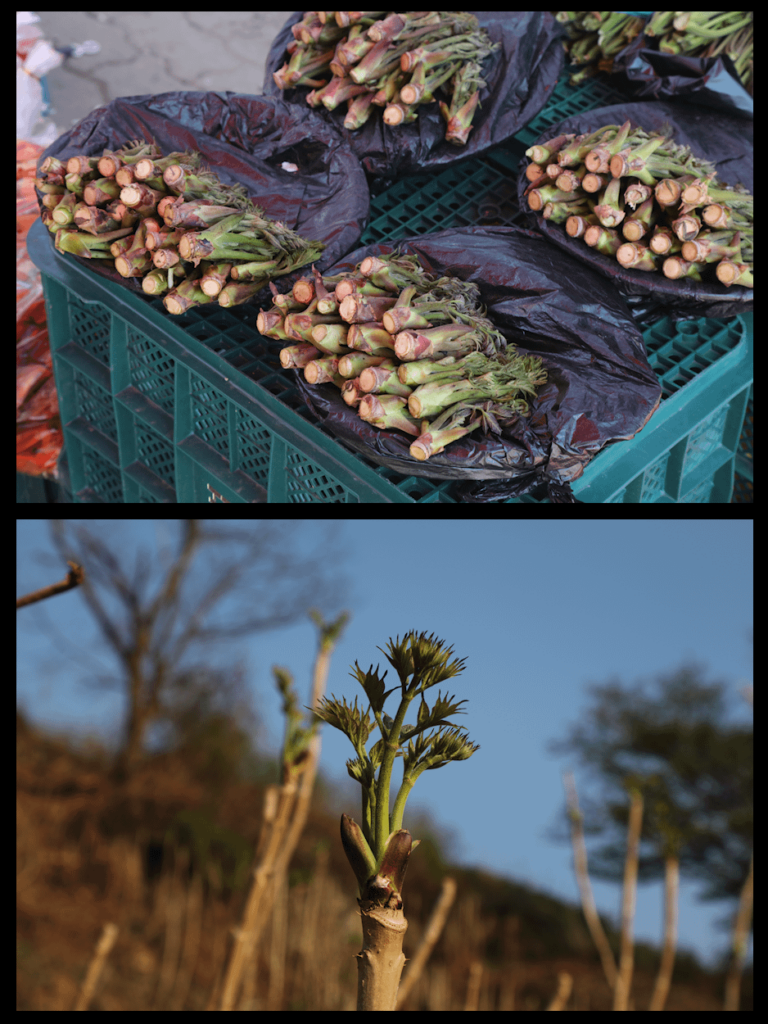 I already asked in /r/whatsthisplant, but no answer there. Fresh shoots at a market in Korea, late March. What are they, do they come from the plant in bottom image, and if not, what is this plant?