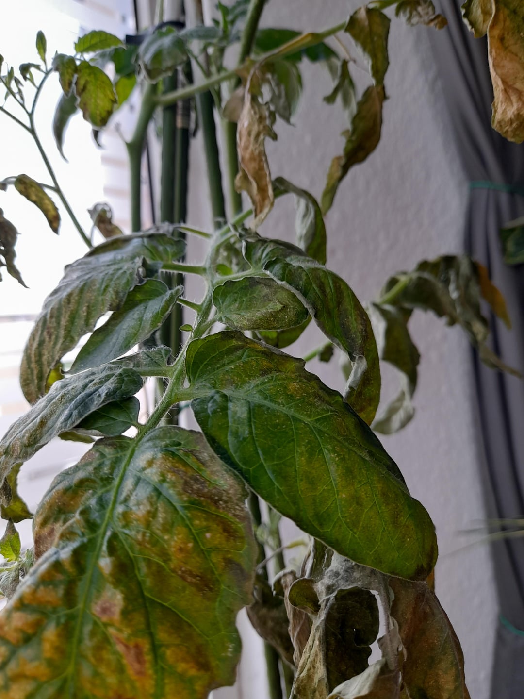 My tomatoes have blossom end rot. But is that also the reason why the