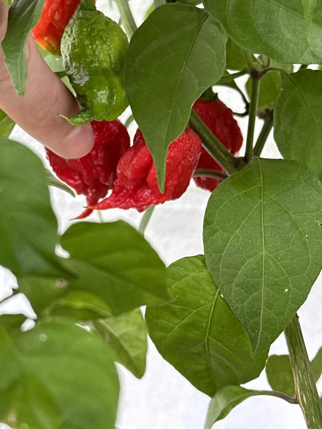 Carolina Reaper Dining and Cooking