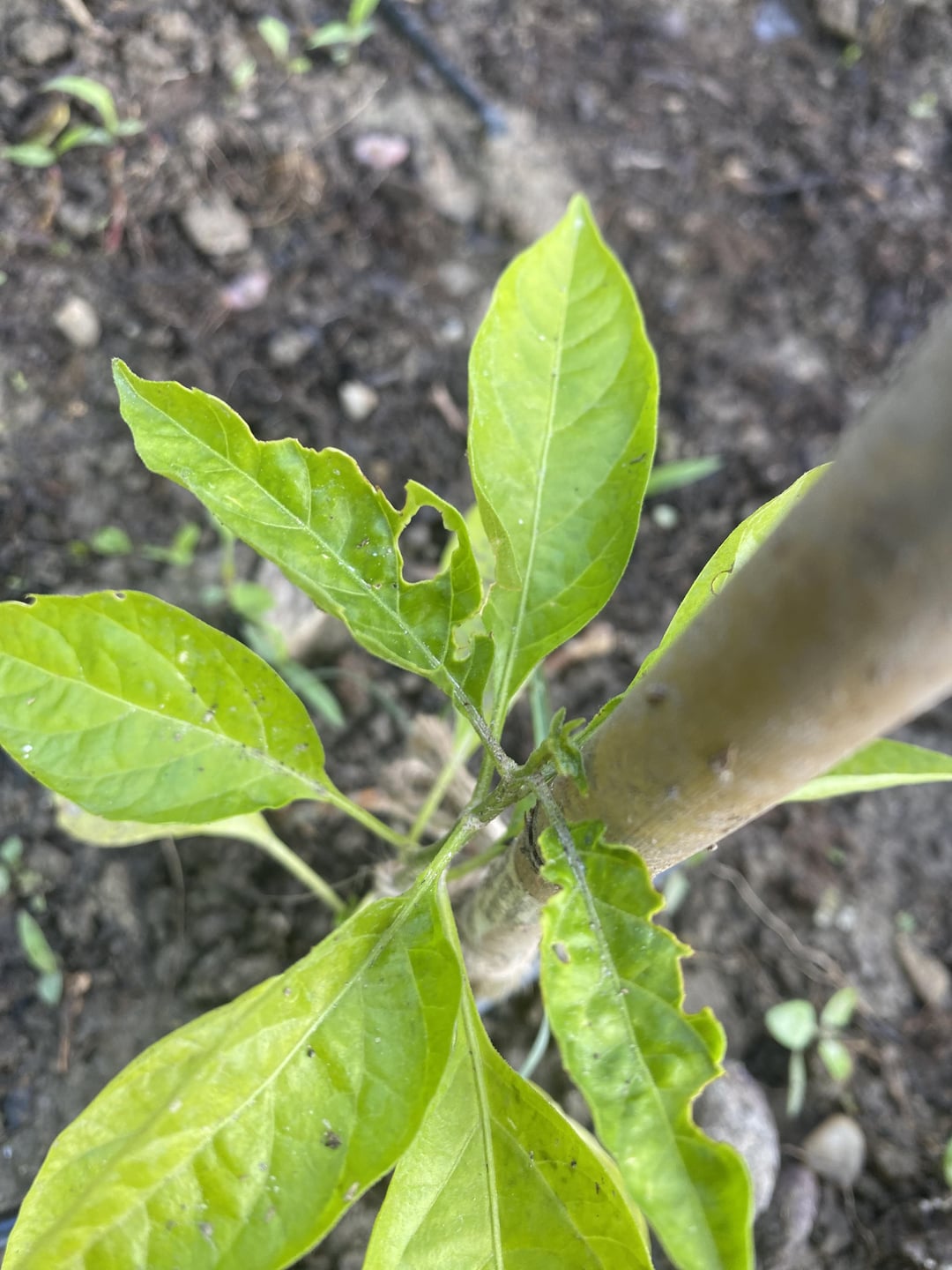 HELPWhat is eating my plants? Dining and Cooking