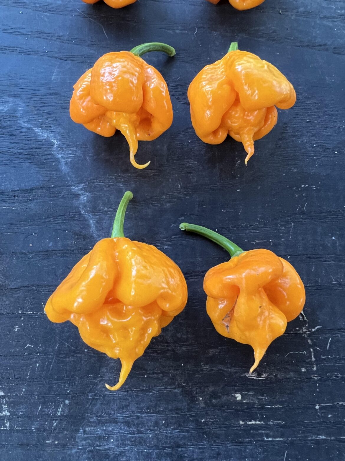 My best looking stinger pods from (3) 7 Pot Primo plants.