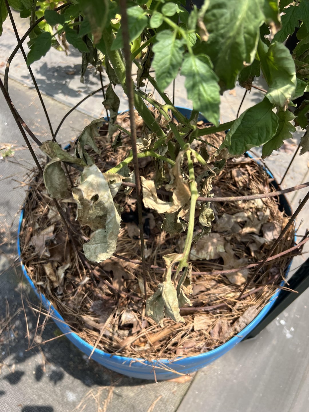 Zone 7b what is the deal with these tomato plants? Dining and Cooking