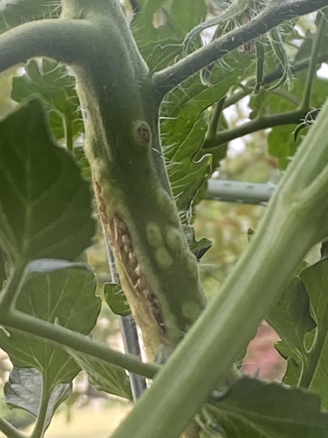 What are these bumps on my tomato plant? Dining and Cooking
