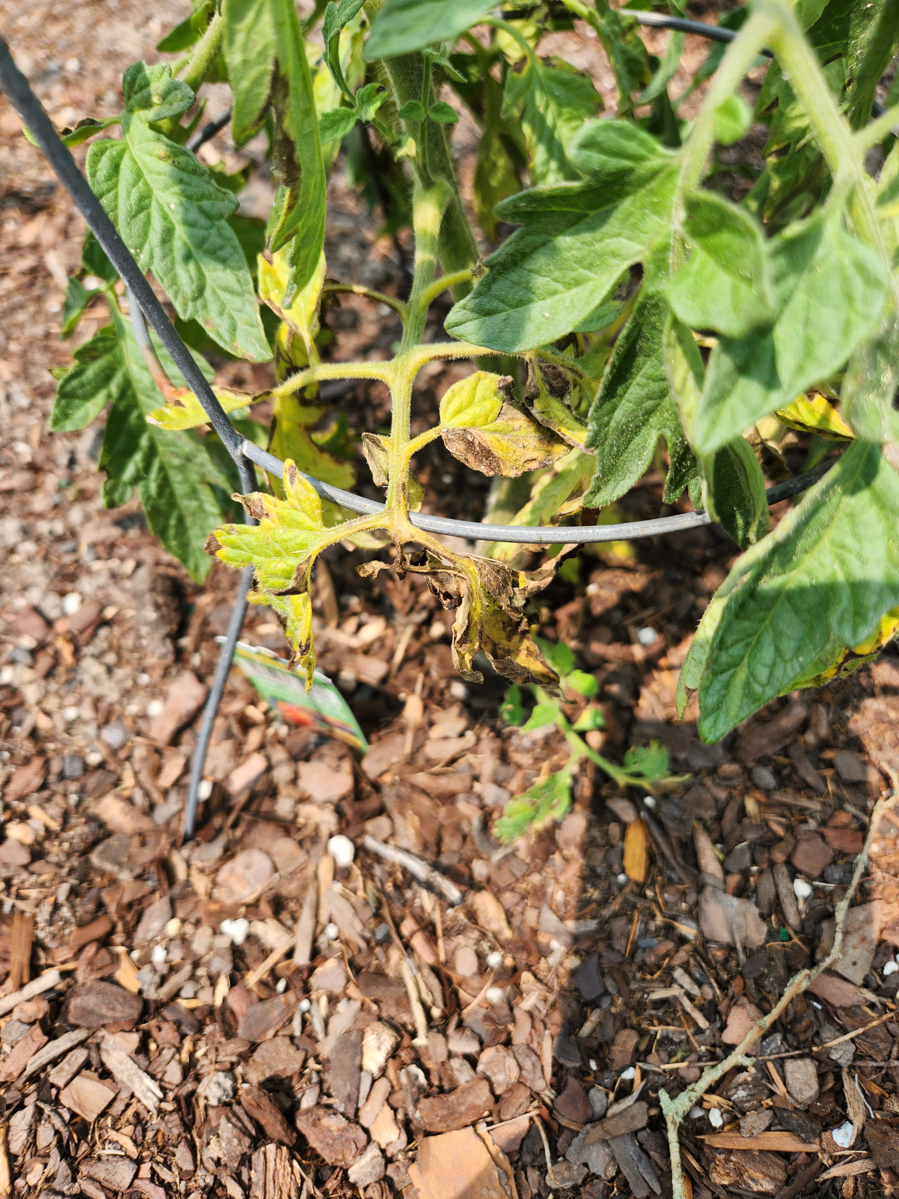 Help! What's wrong with my tomato plants? Four have yellowing leaves