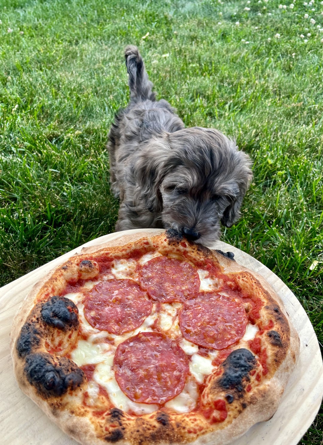 Made some pepperoni to celebrate the new pup, Pepper! (She only got a