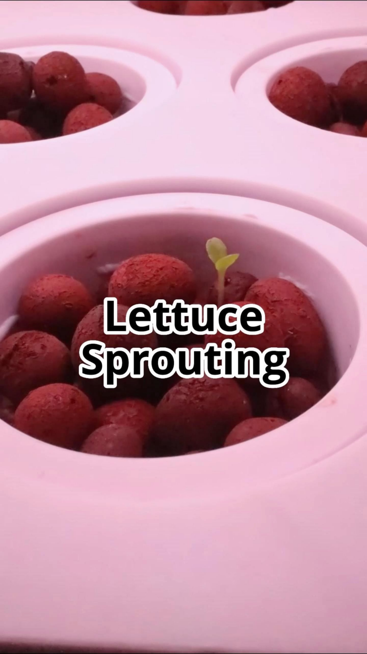 Lettuce Seedling Timelapse