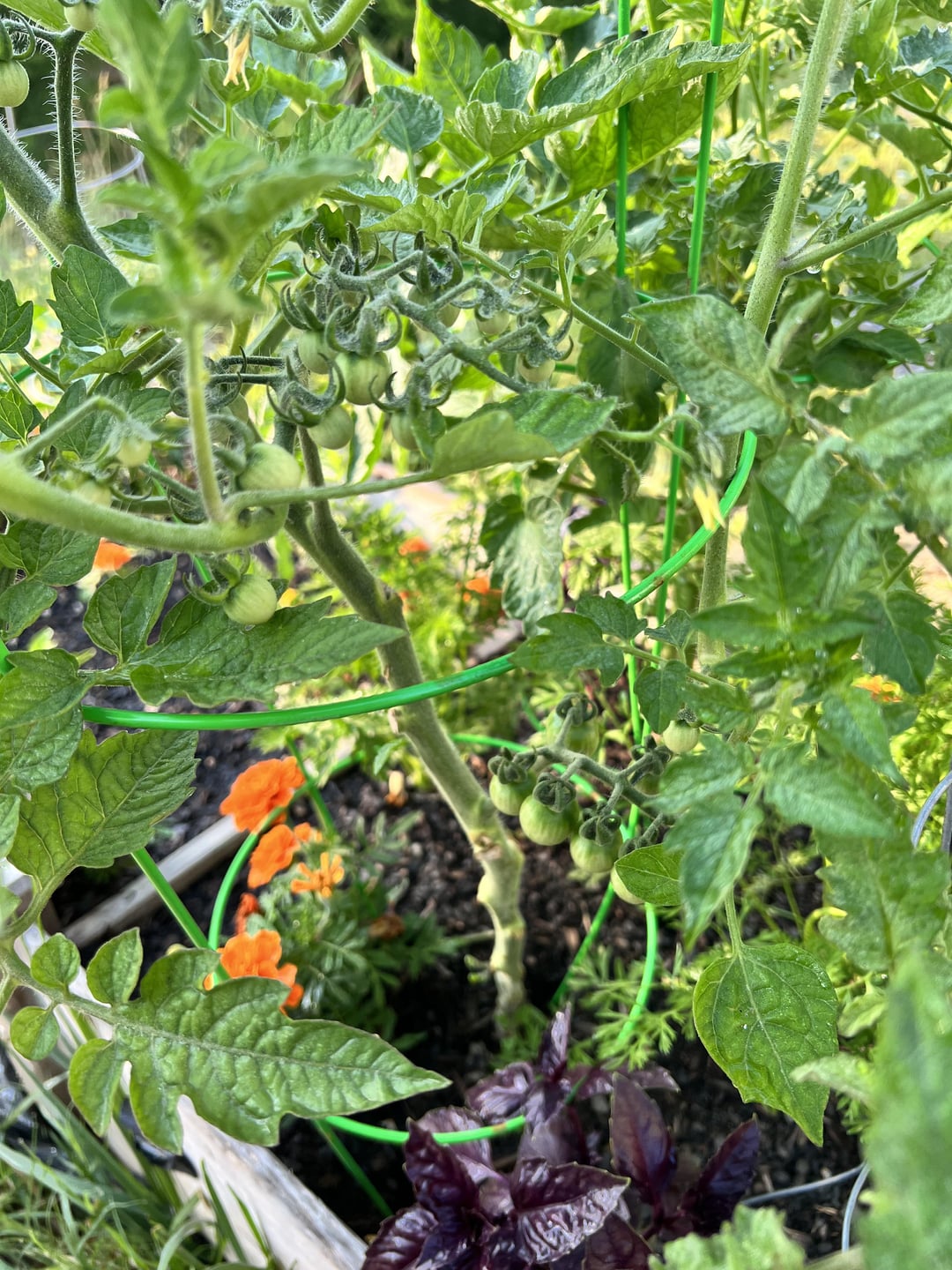 Zone 6b. My cherry tomato plants are growing more suckers off the ends