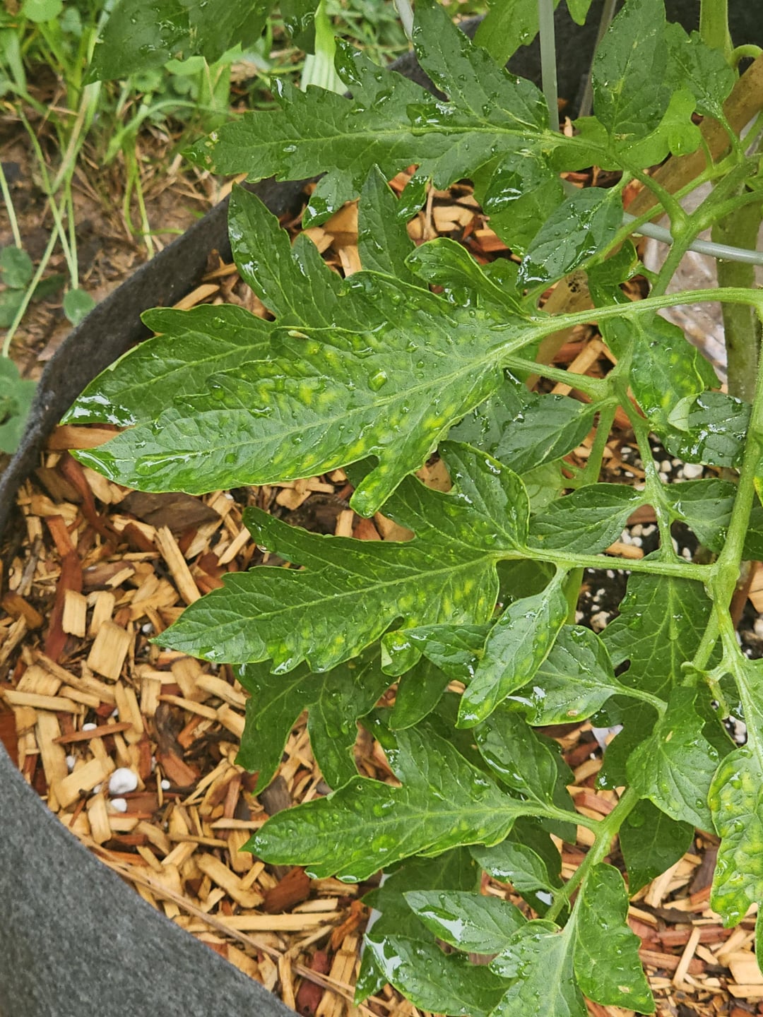 Magnesium Deficiency? Dining and Cooking