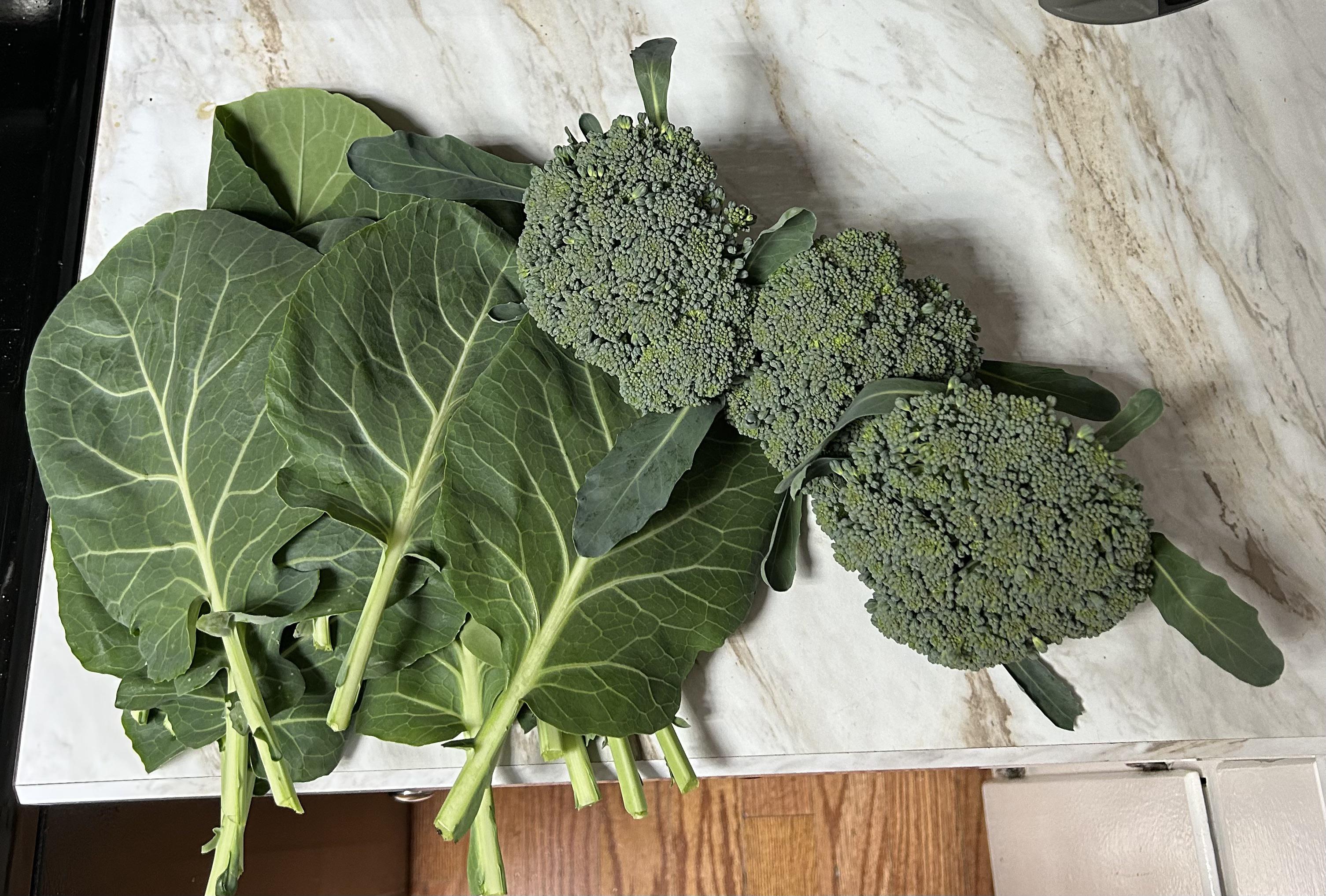 Some broccoli and collard greens from todays harvest Dining and Cooking