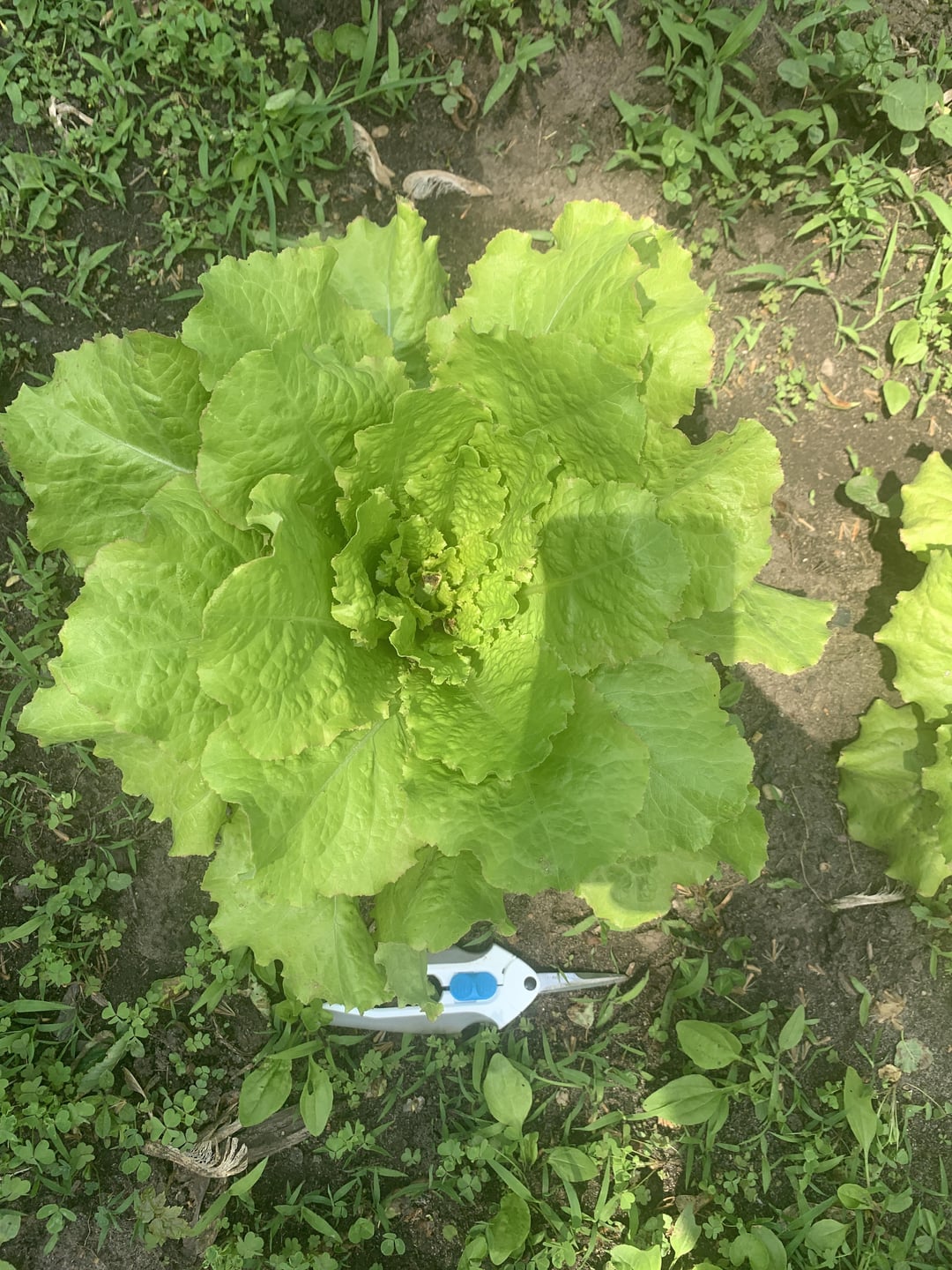 When do they start to form an actual head of lettuce? Dining and Cooking