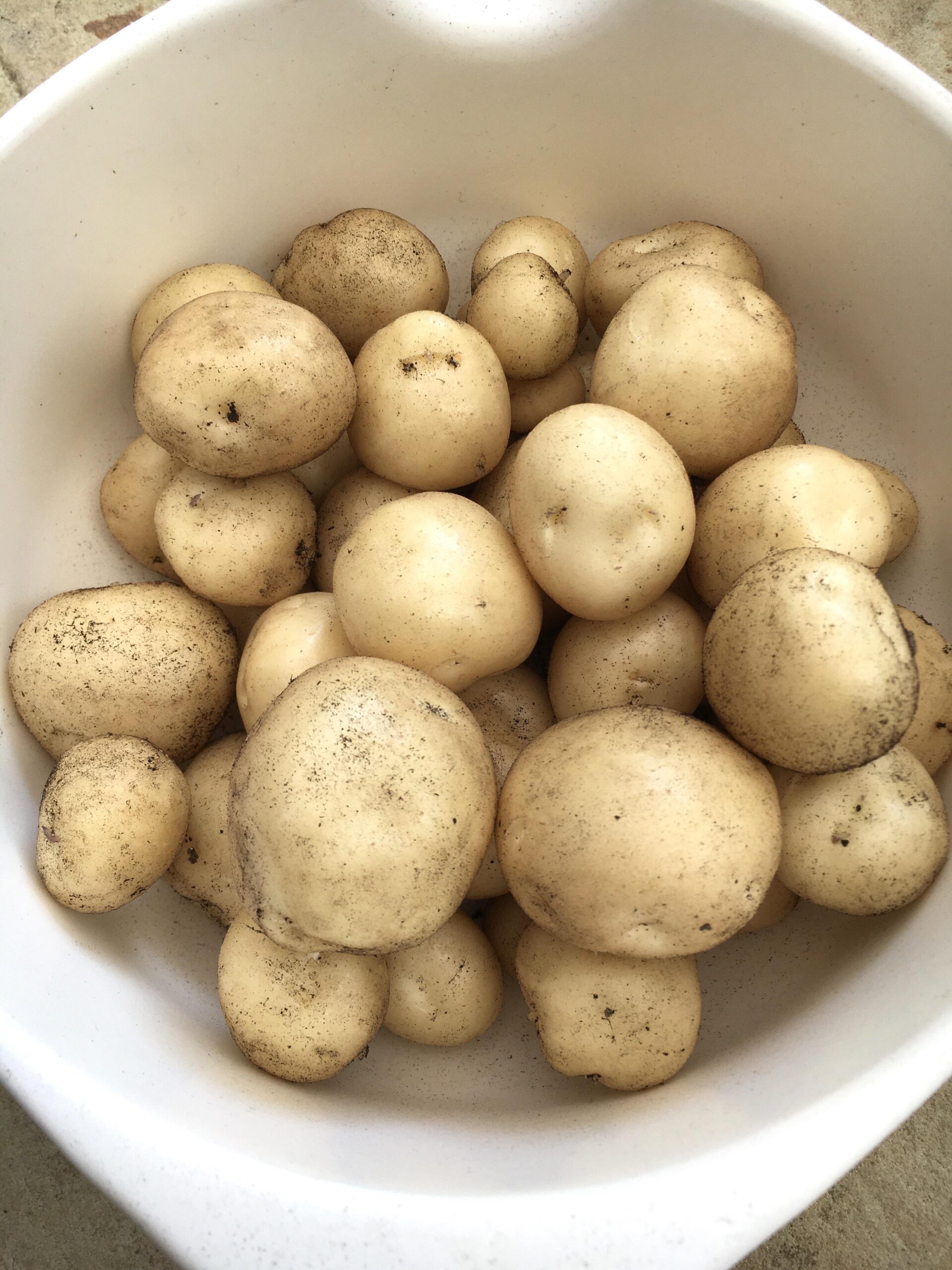 Harvested the first potatoes of the year today - one of the best