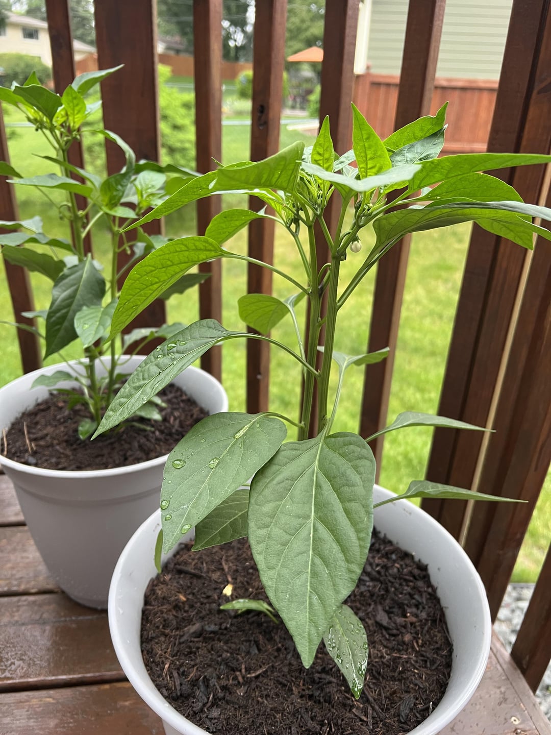 First time growing Jalapeño & Cayenne. Zone 4b. Dining and Cooking
