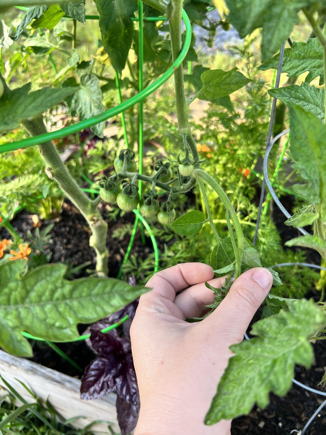 Zone 6b. My cherry tomato plants are growing more suckers off the ends