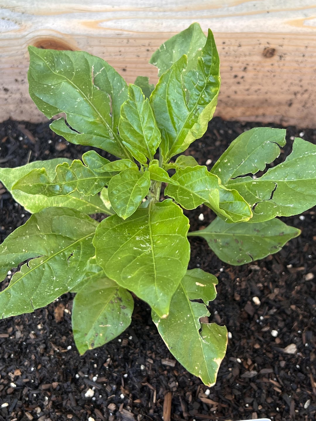 What Is Eating My Plants Dining And Cooking what-is-eating-my-plants-dining-and-cooking
