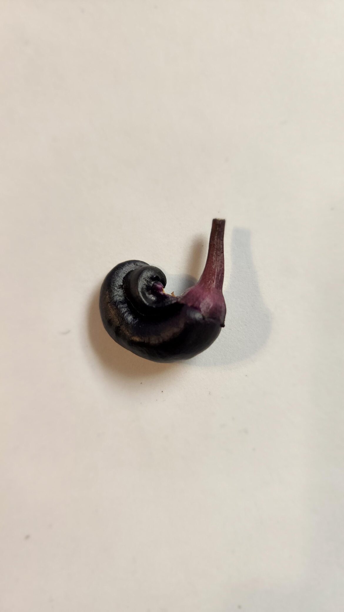 Ever get a snail shell mutation?