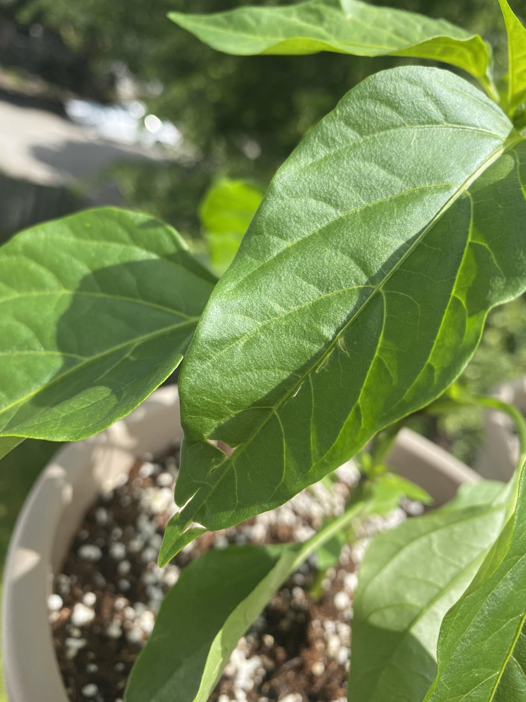 What is eating my leaves? Dining and Cooking