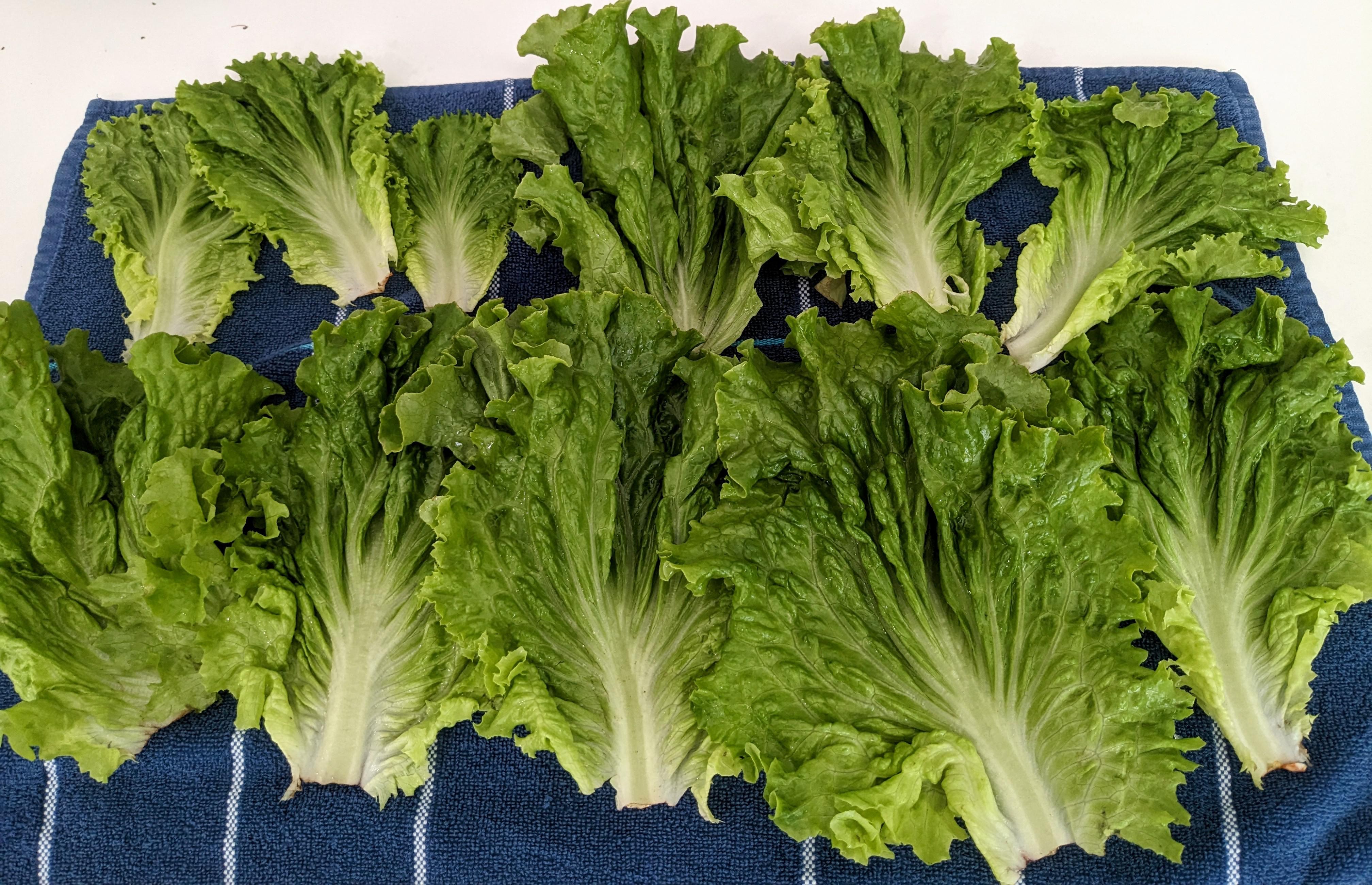 Farm picked Romaine Lettuce, volume BEAST Dining and Cooking