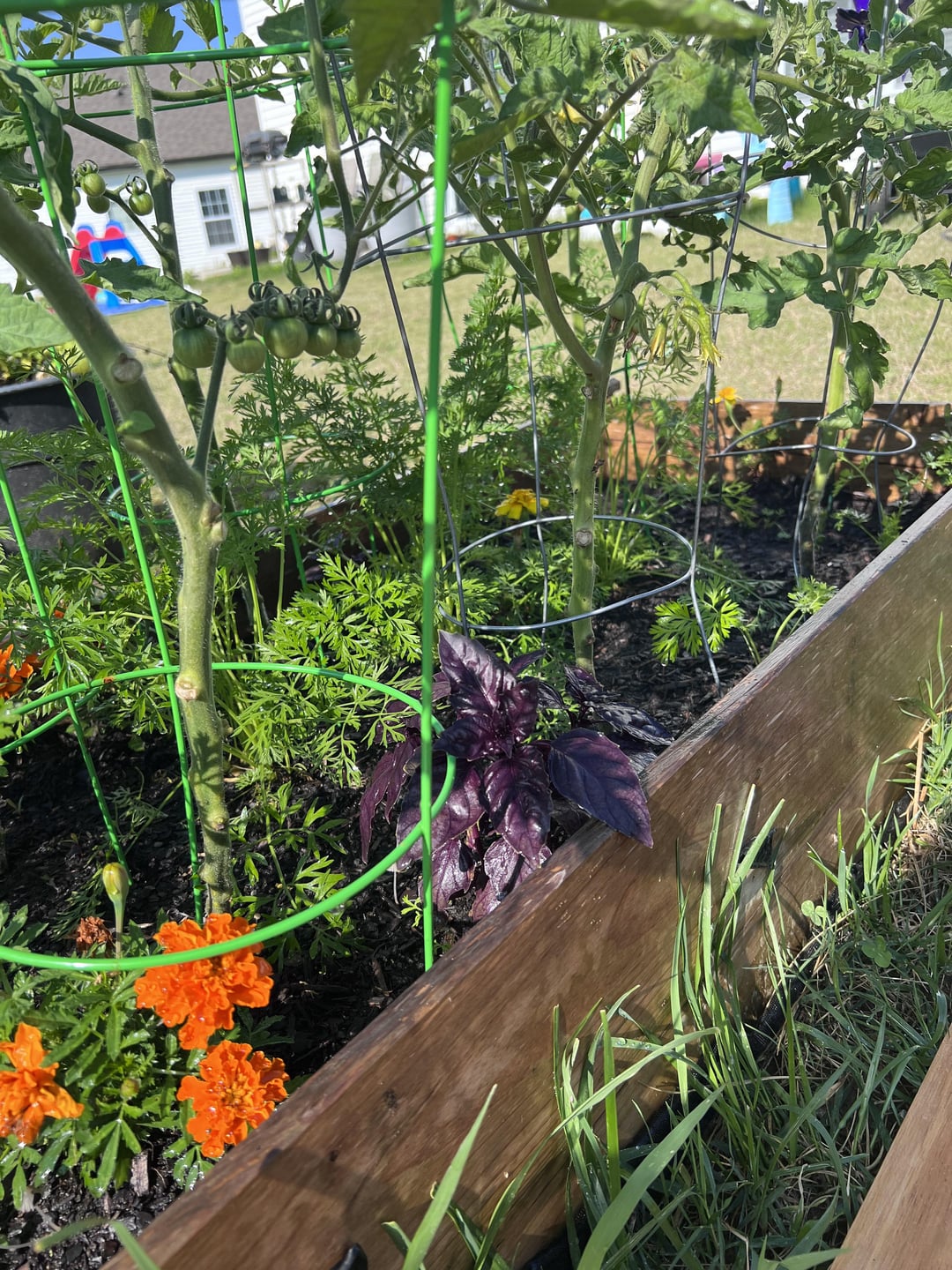 Zone 6b. My cherry tomato plants are growing more suckers off the ends